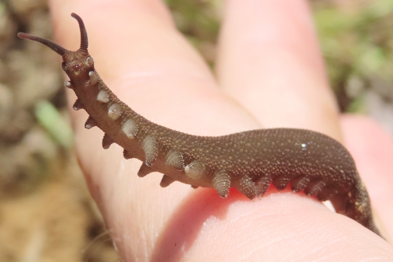 Velvet worm with blue-green velvety skin and stubby legs on rotting log in rainforest