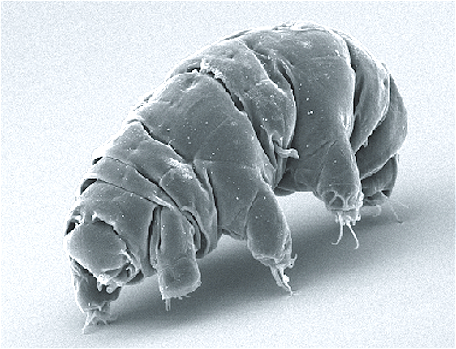 Water bear tardigrade with eight stubby legs and barrel body viewed under microscope