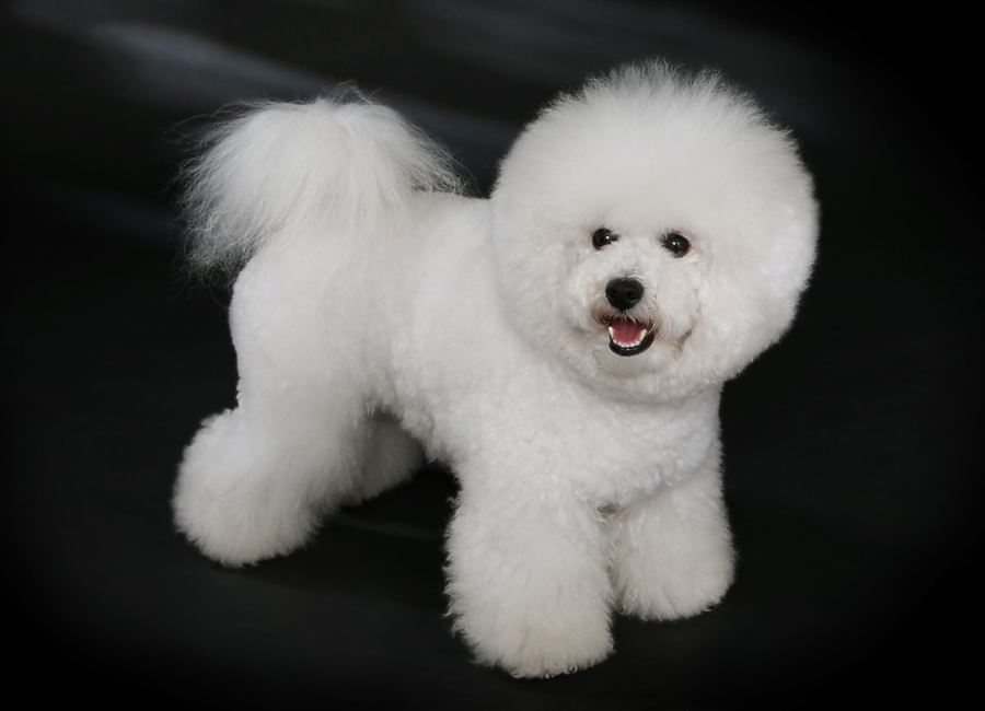 Bichon Frise dog breed