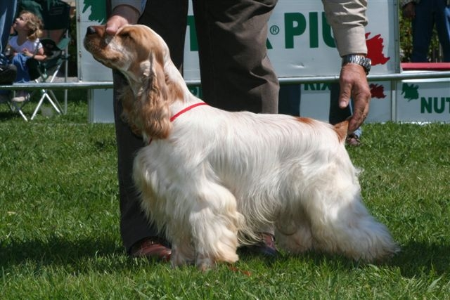 Cocker Spaniel dog breed