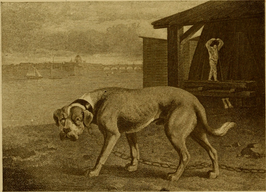 Mastiff dog breed