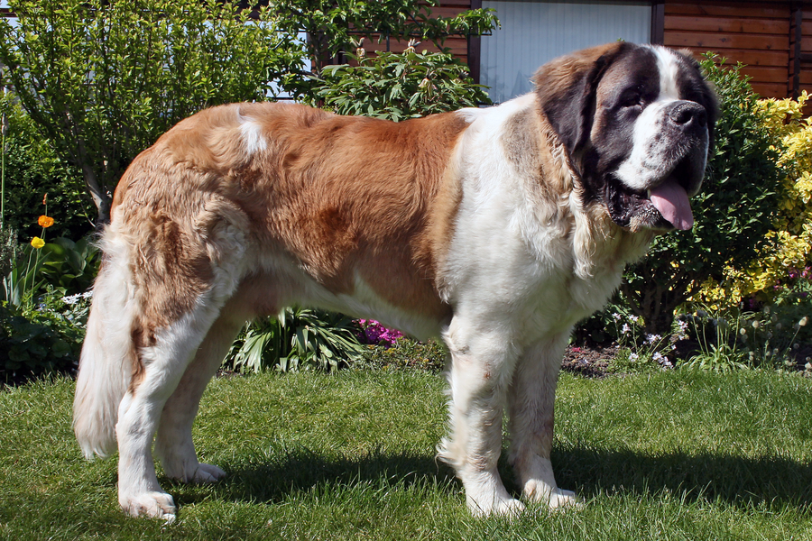 Saint Bernard dog breed
