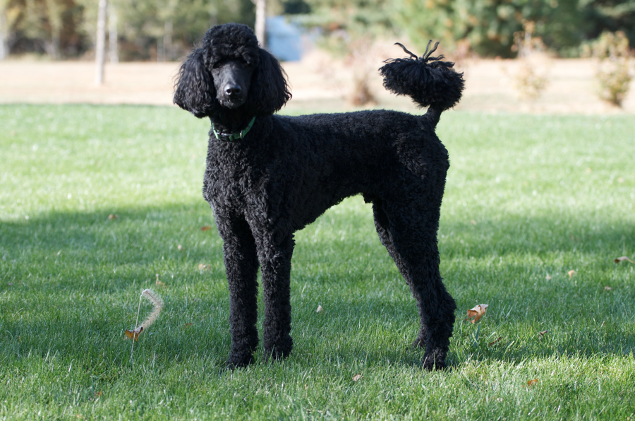 Standard Poodle dog breed