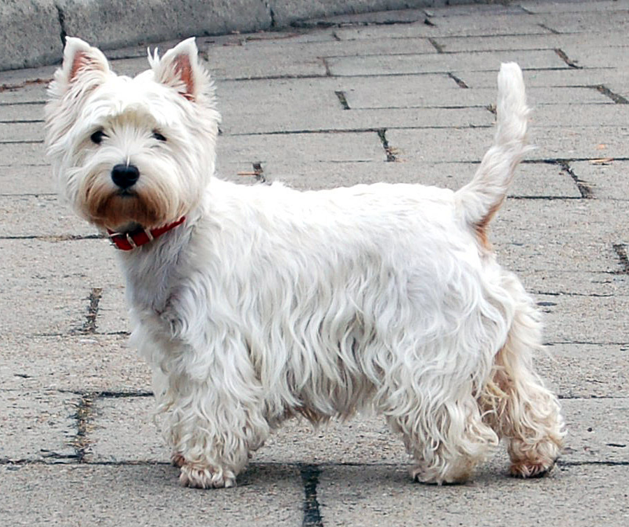 West Highland White Terrier dog breed