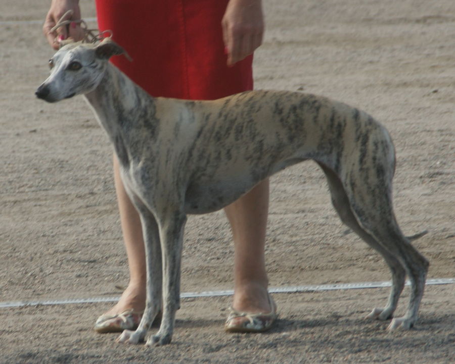 Whippet dog breed
