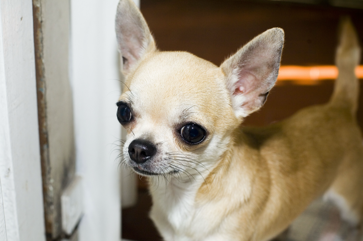 A popular pet in Mexico